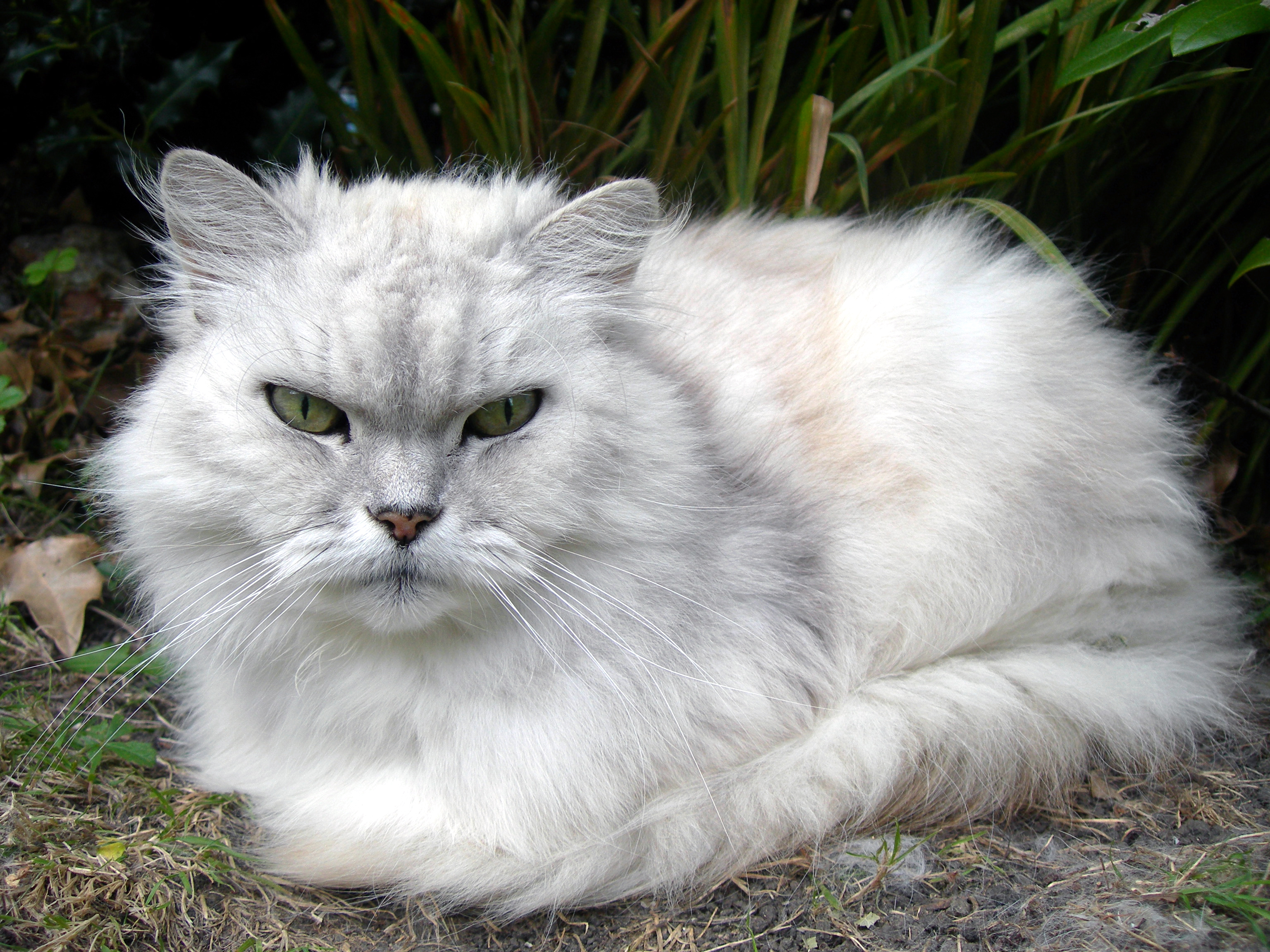 Серебряная кошка. Ангорская шиншилла кошка. Сибирская шиншилла кошка. Ангорские шиншиллы персидские. Порода кошек ангорская шиншилла.