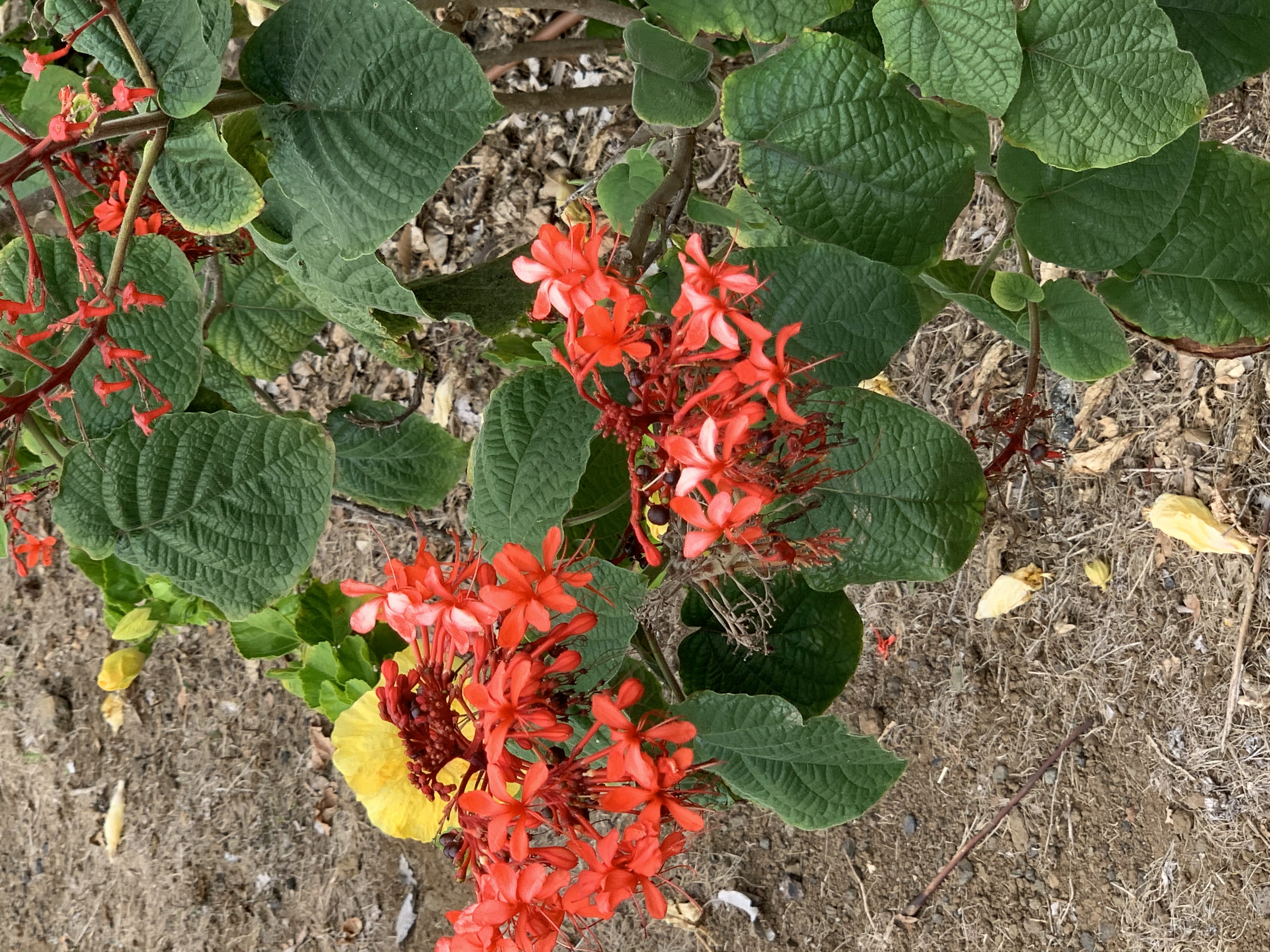 IMG_9467.jpeg