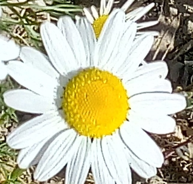 nilom