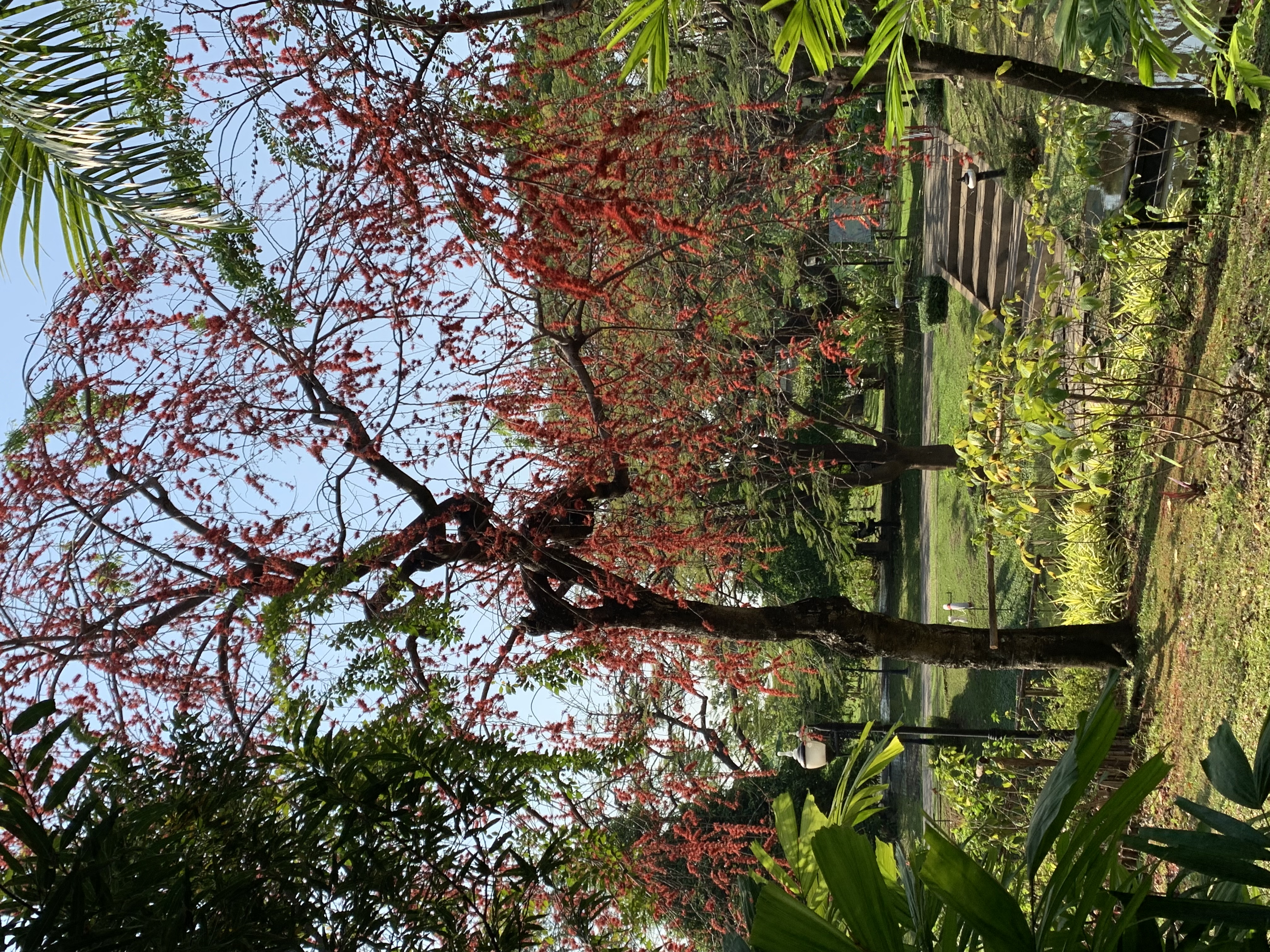 Queen Sirikit Park13.jpg