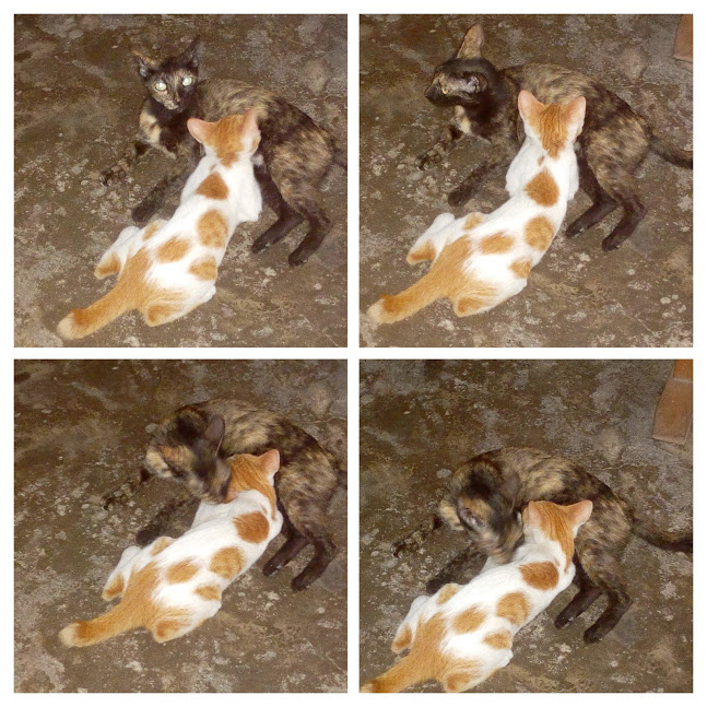 IMG_20190526_142309-COLLAGE.jpg