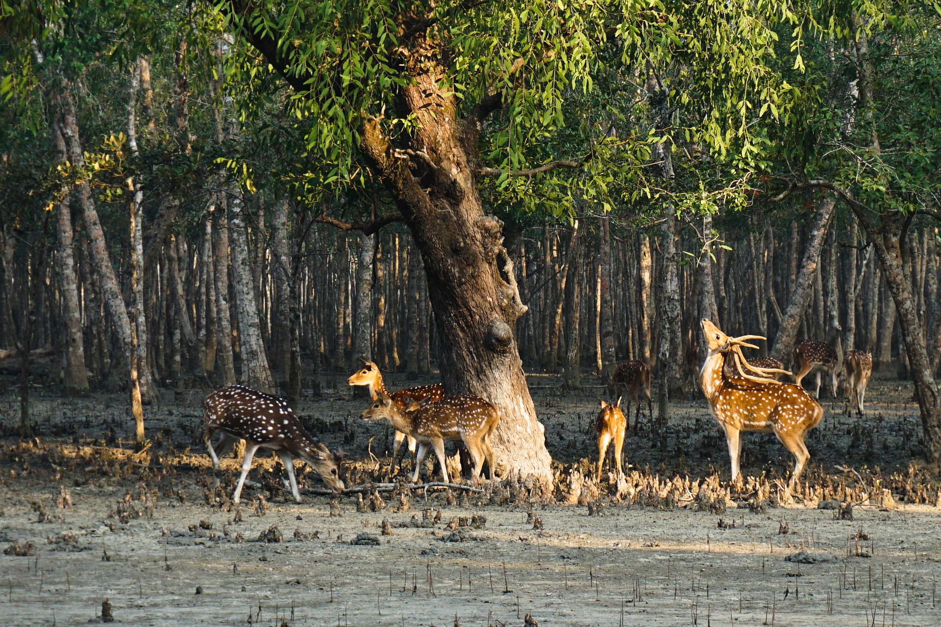 deer-3673017_1920.jpg