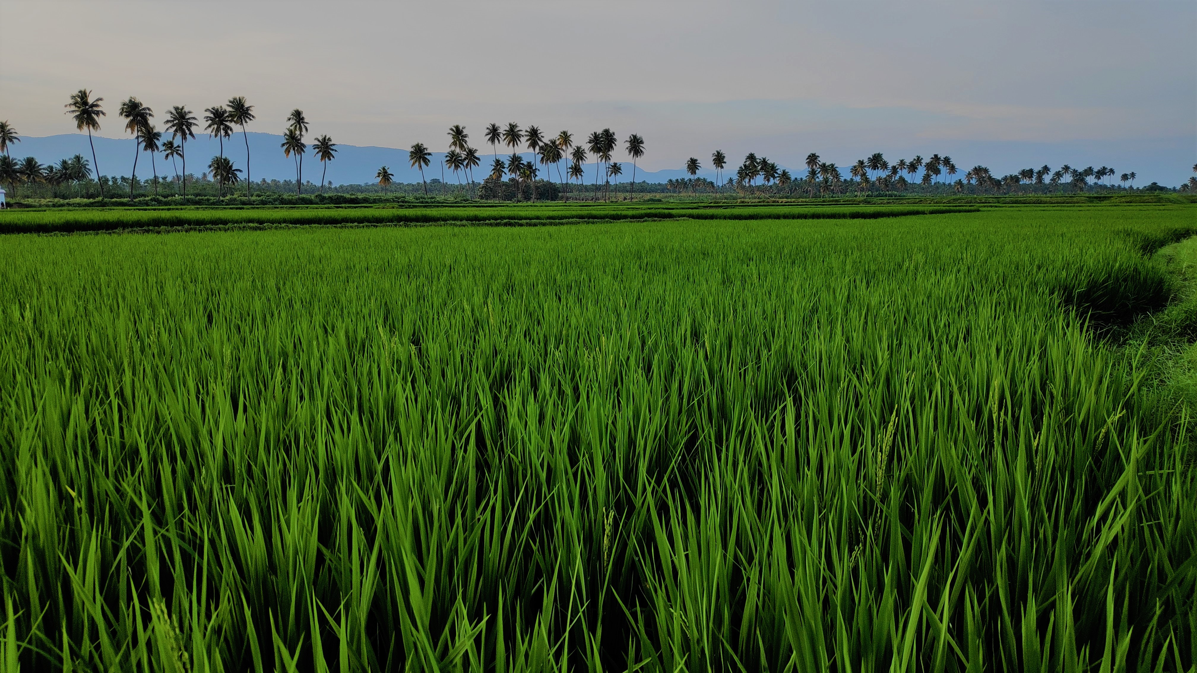 Grass.jpg