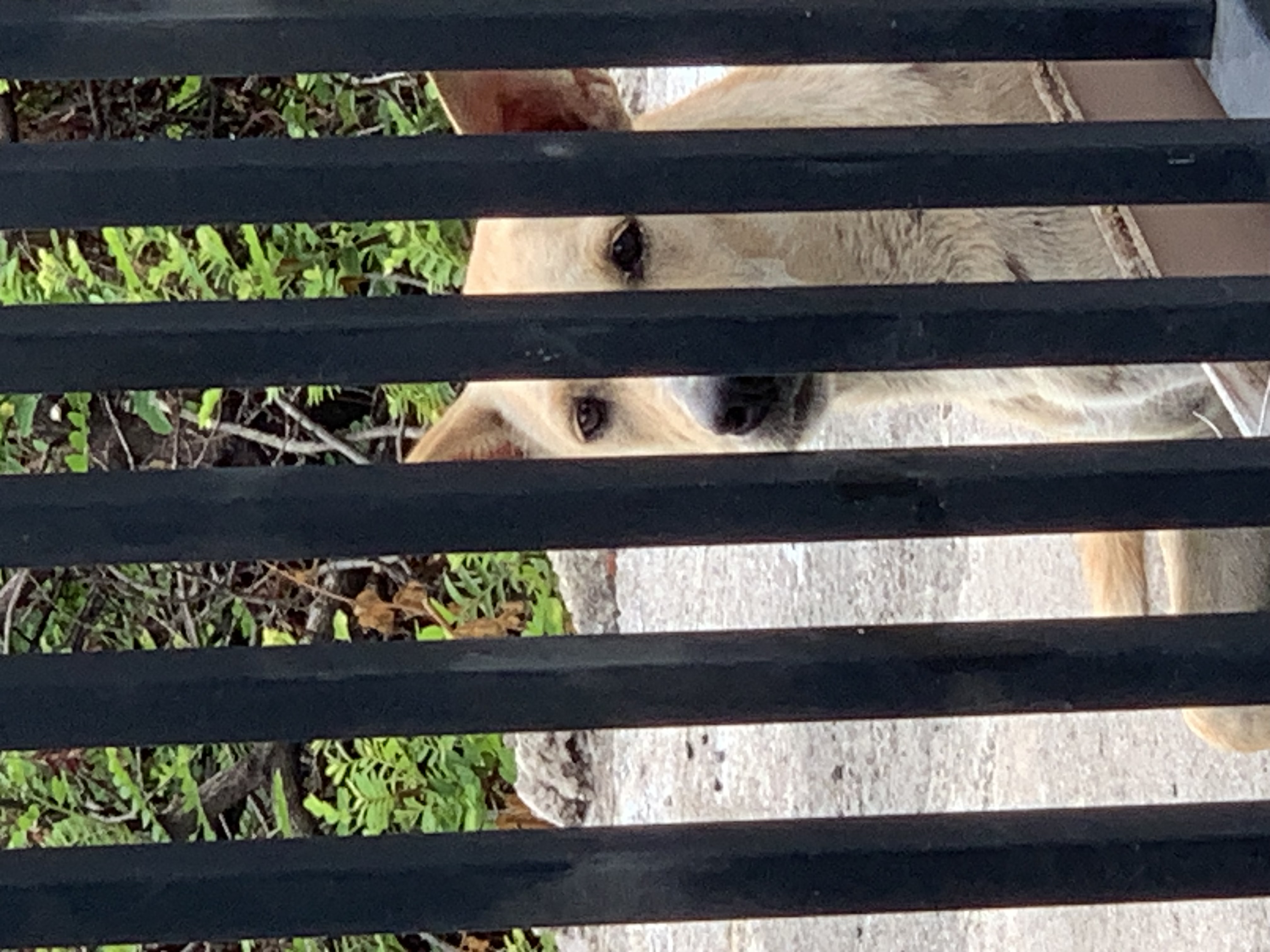 dog2.jpg