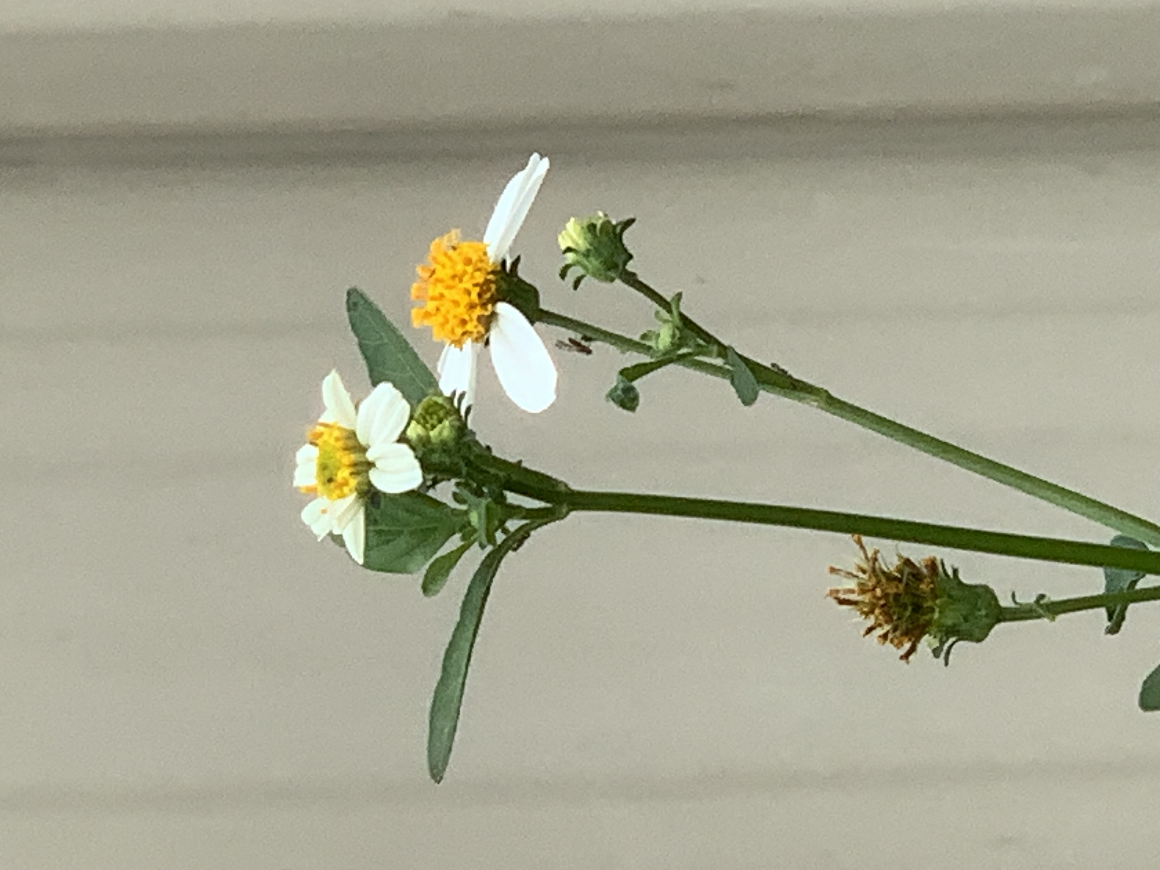 white wildflowers and bees8.jpg