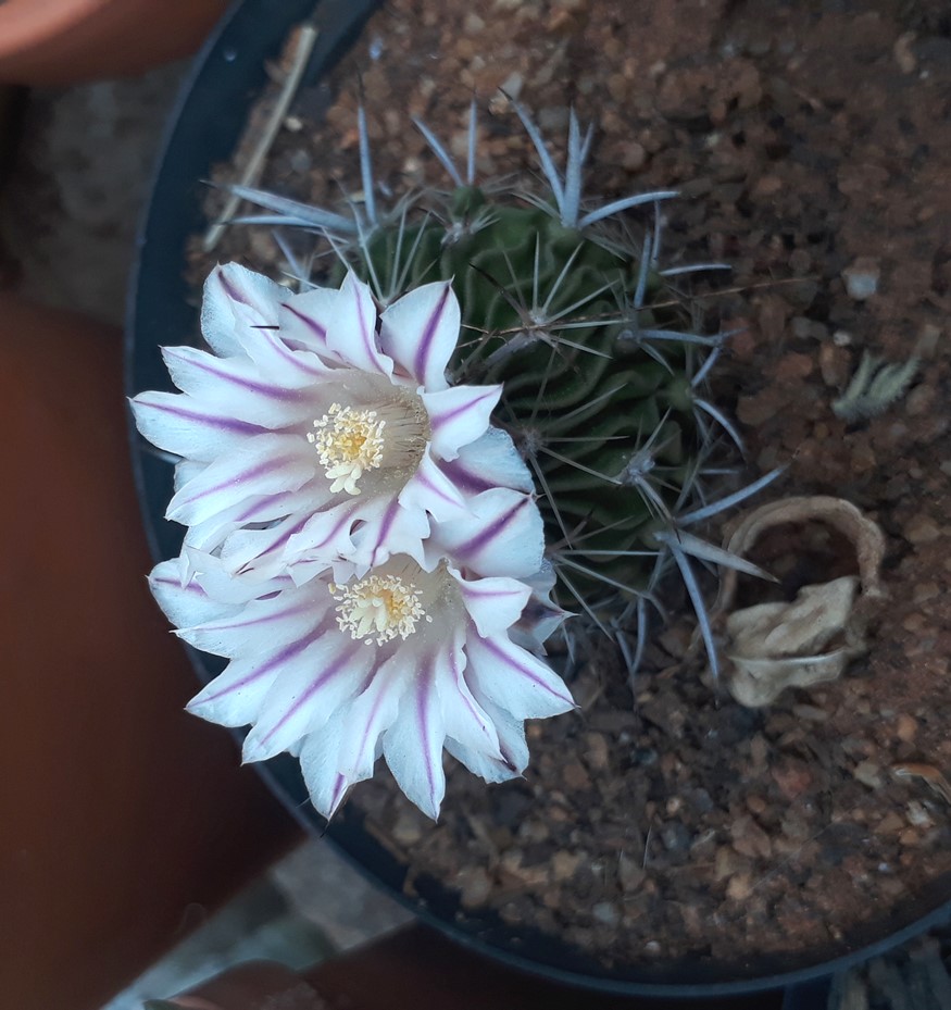 stenocactus.jpg