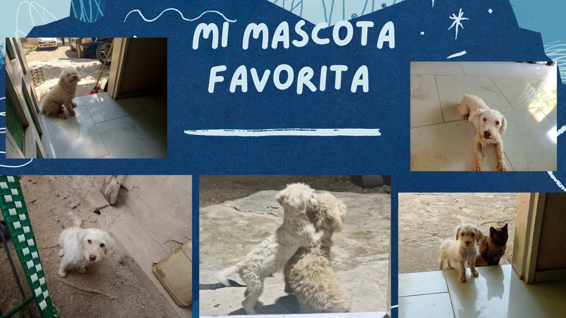 Mi mascota Favorita_20260919_192947_0000.png