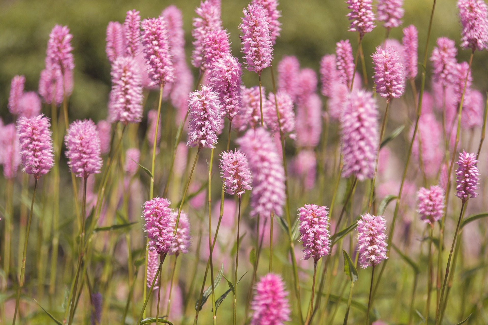 chiemseherin-meadow-5229169_1920.jpg