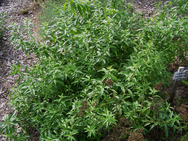New Herb garden - Row 6, lemon verbena crop Aug. 2018.jpg