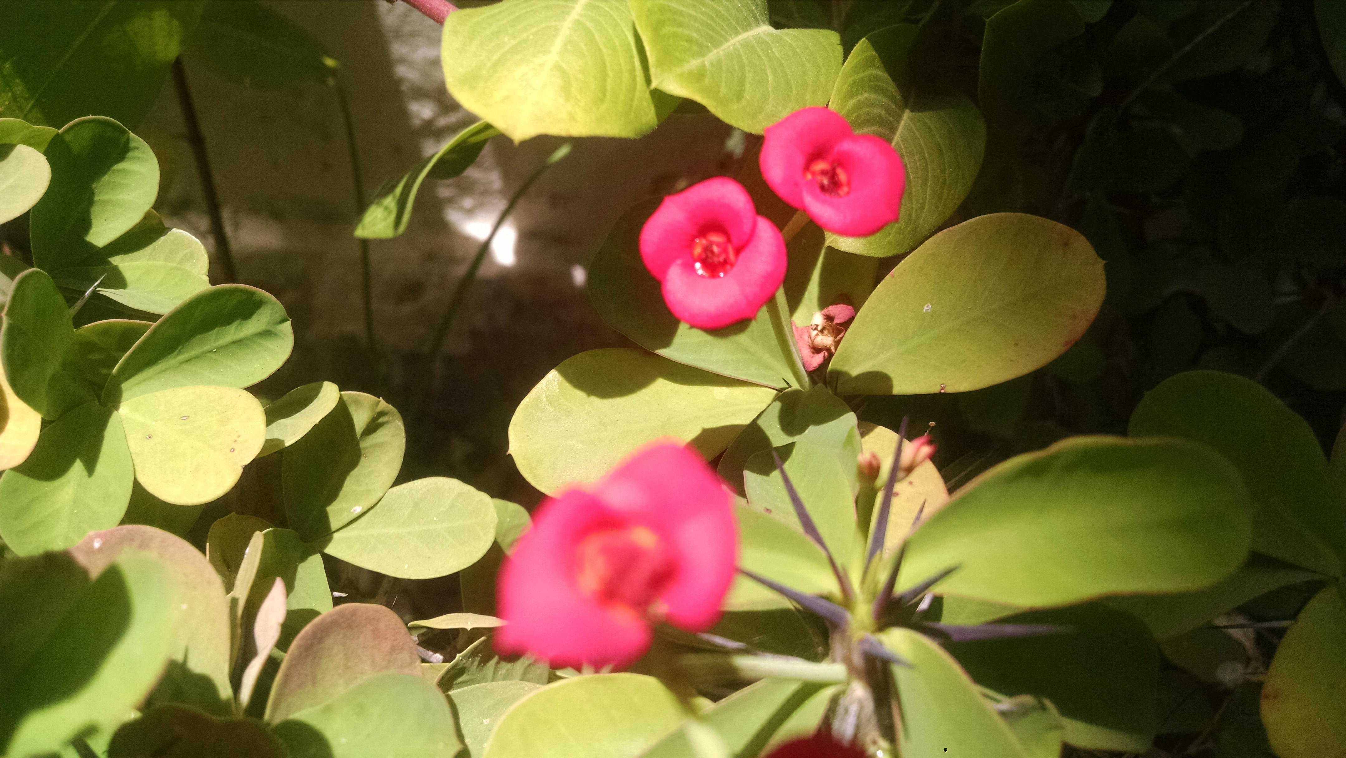 flor2.jpg