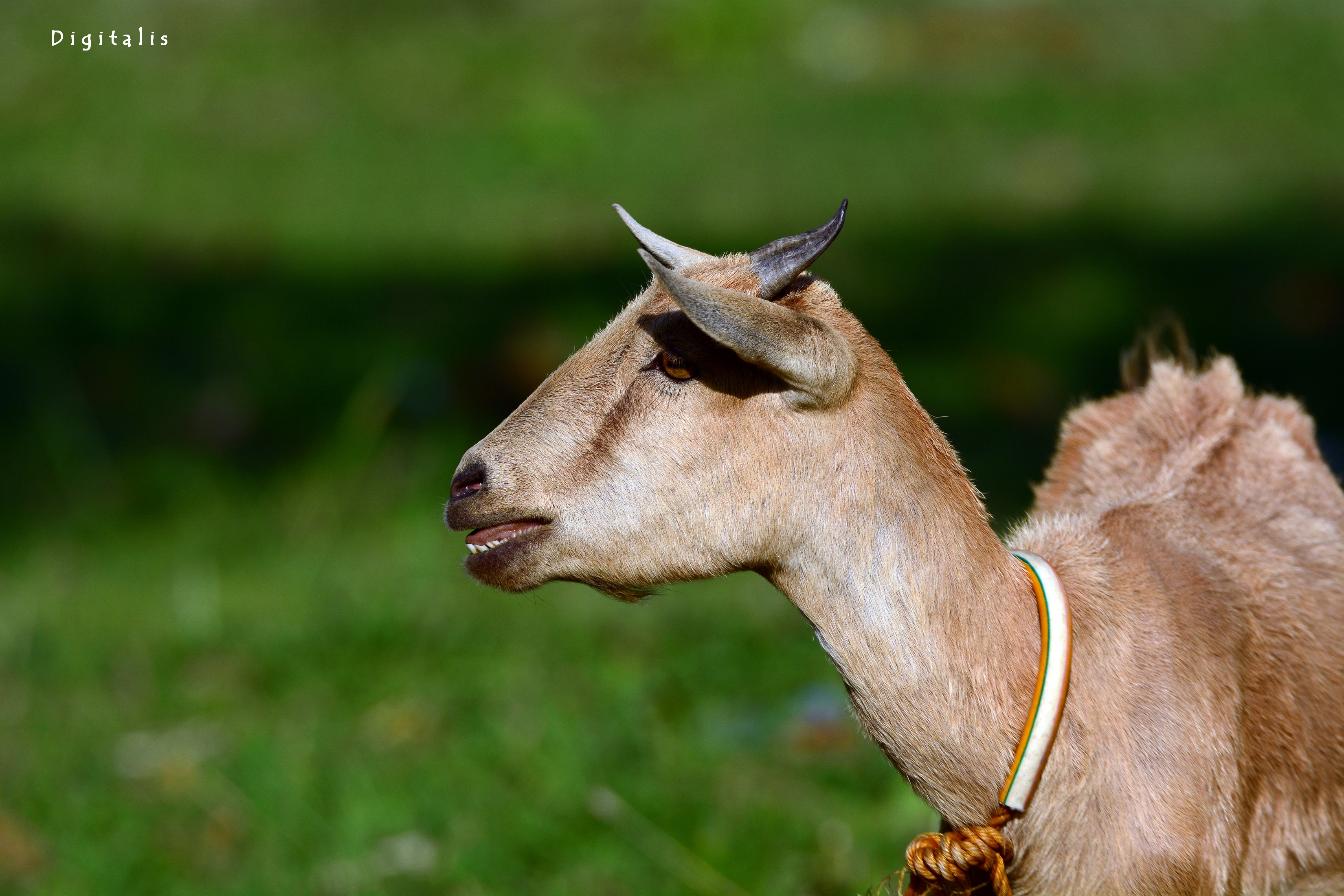 DSC_7643.JPG