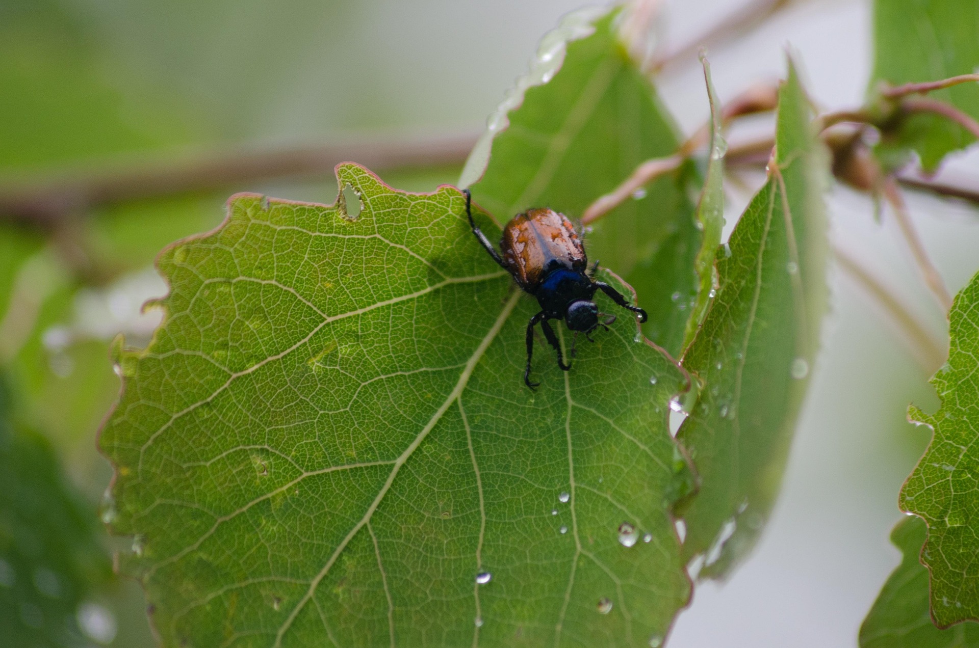 stanvpetersen-leaf-bettle-2371053_1920.jpg