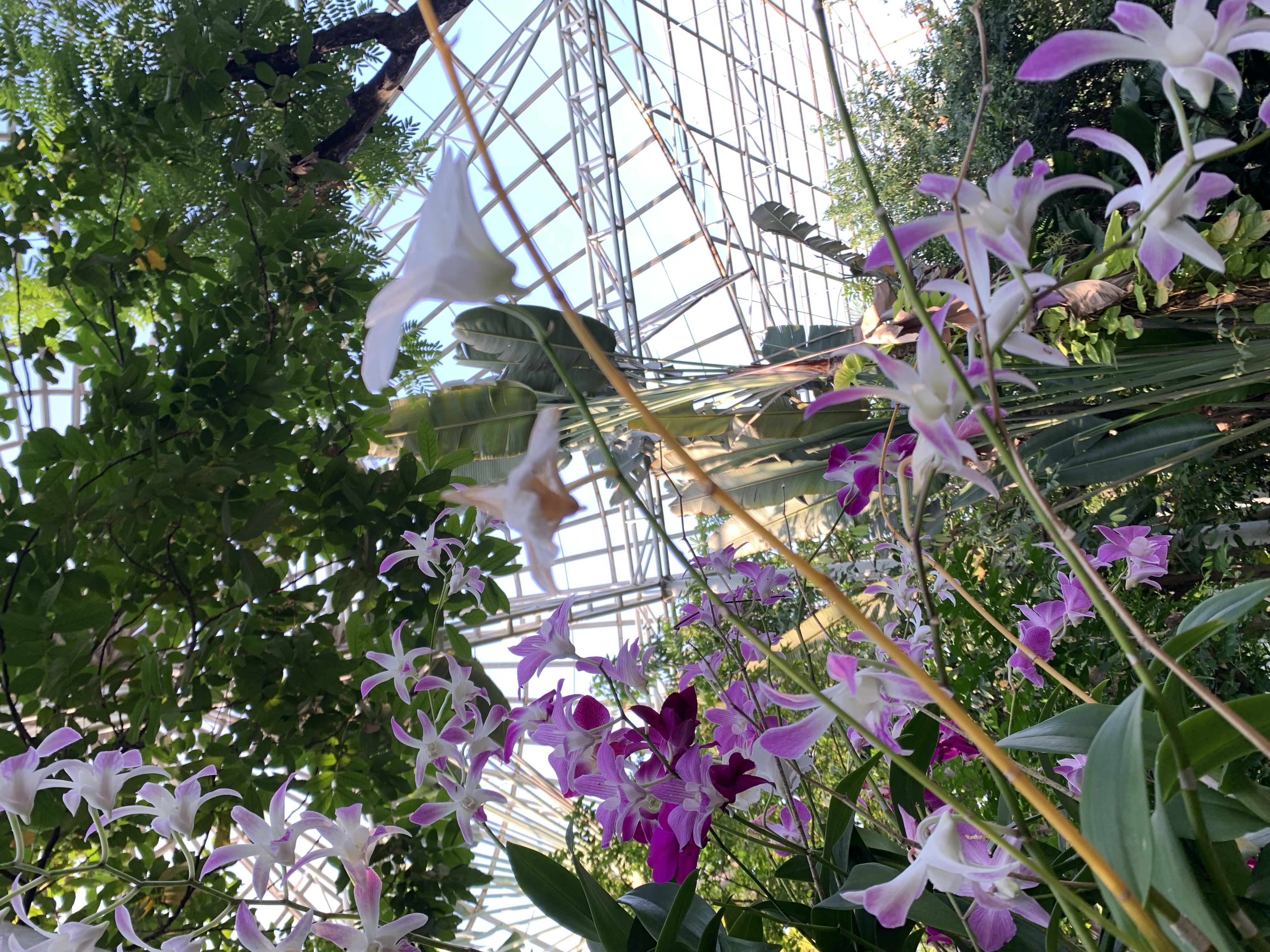 Bangkok Butterfly Garden & Insectarium110.jpg