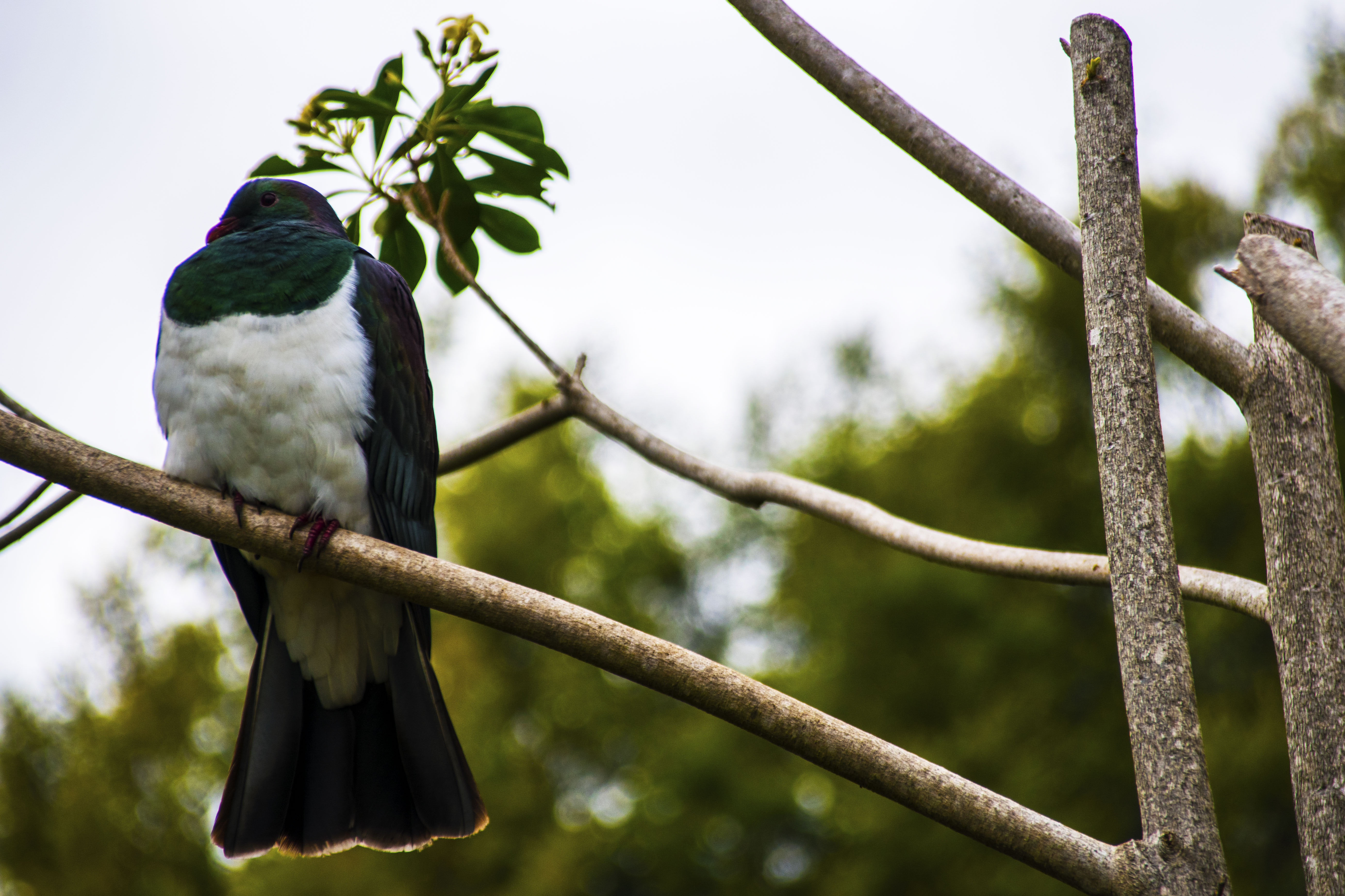 pigeon4.jpg