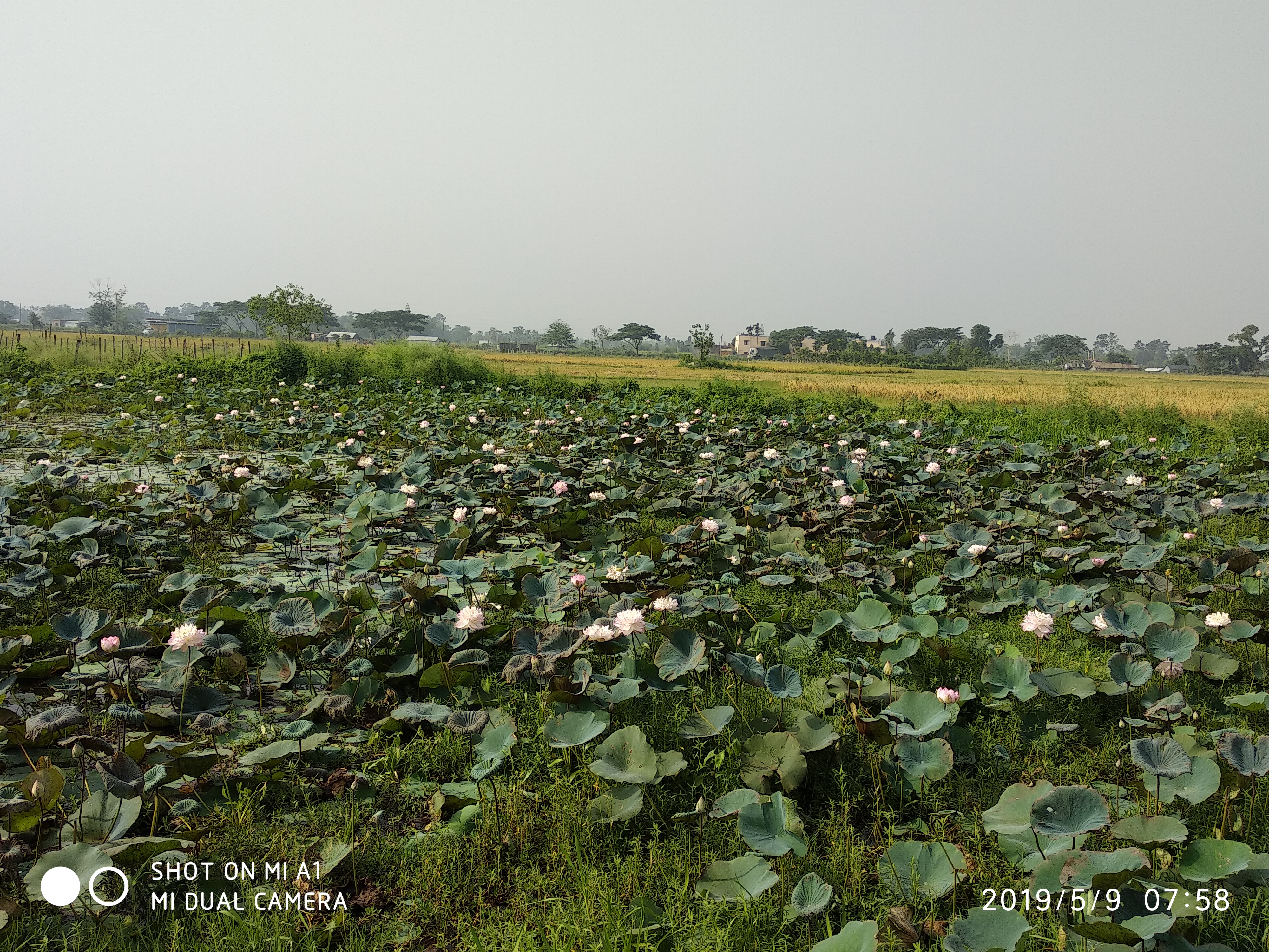 IMG_20190509_075852.jpg