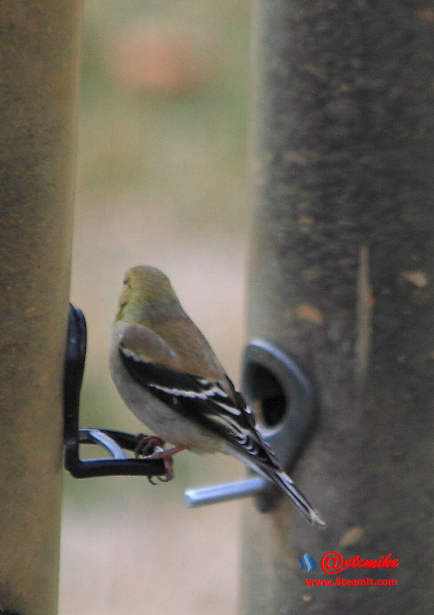 American Goldfinch PFW20-0039.JPG
