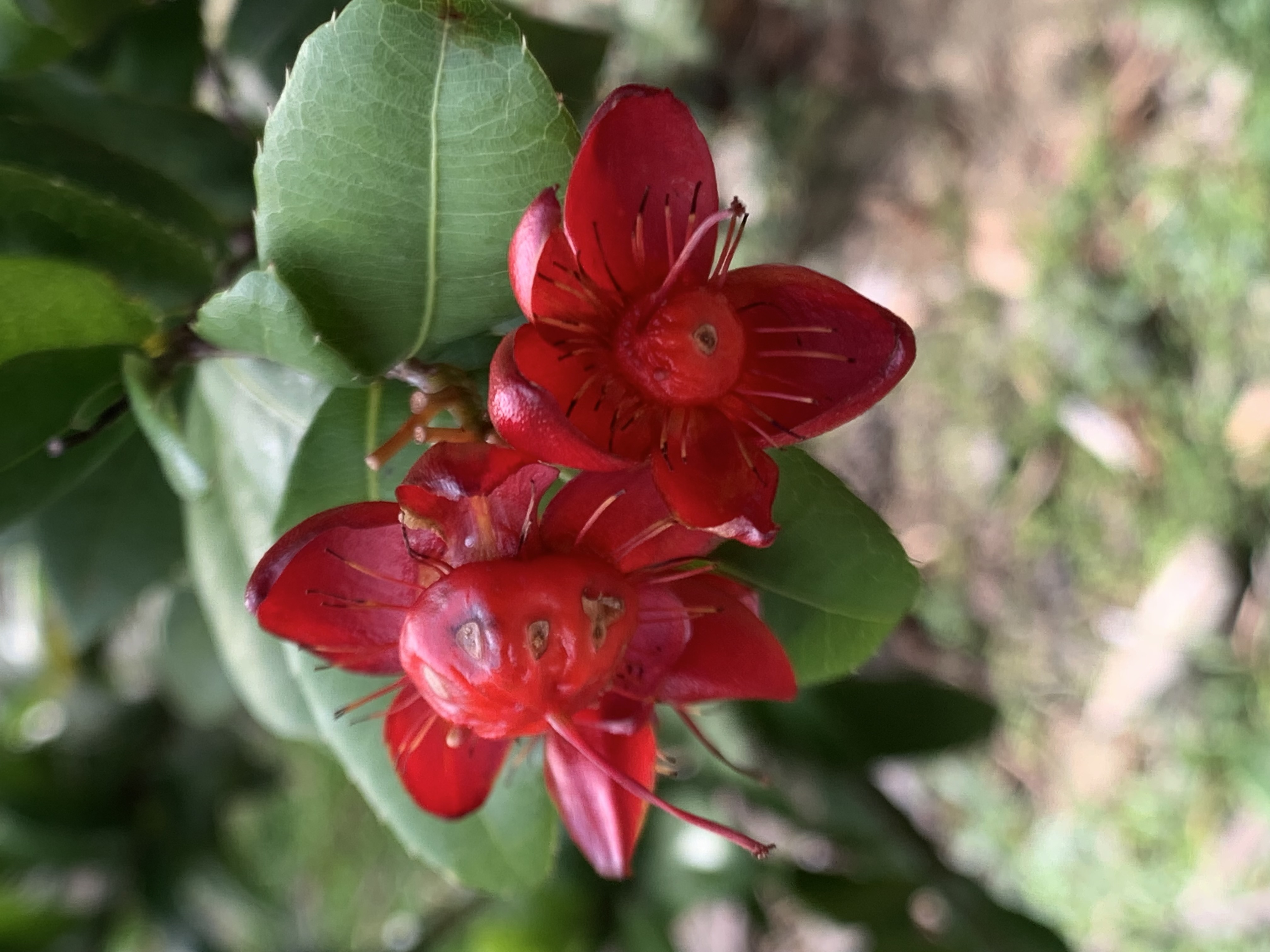 Mickey Mouse Plant5.jpg