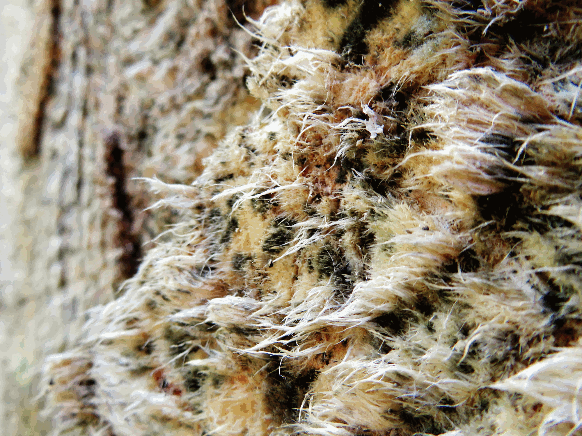 4472-BaobabFibers.png