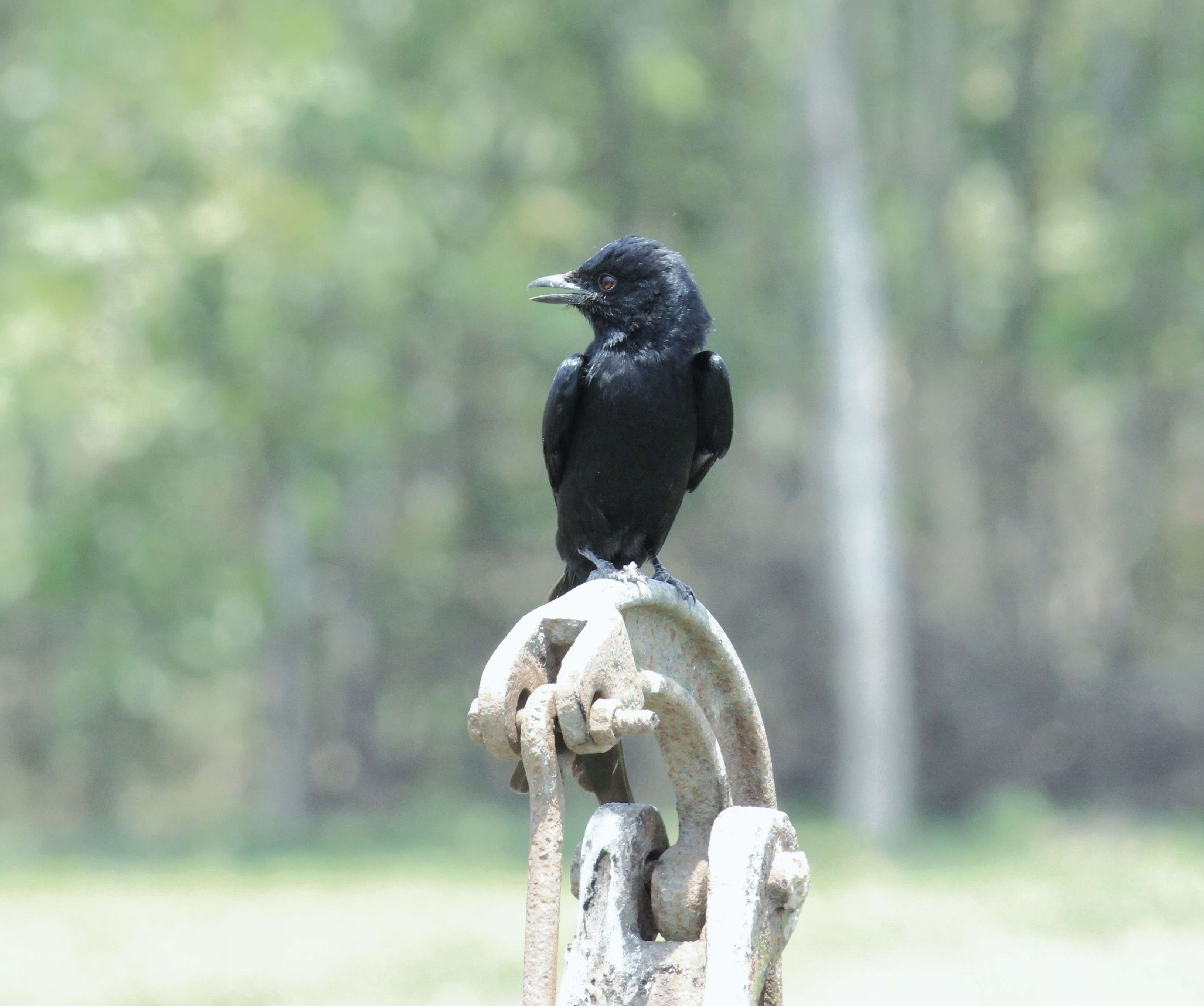 long trail bird2.jpg