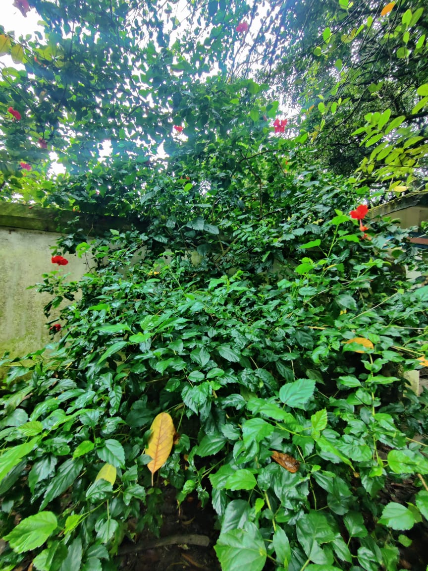 1000050812.jpg