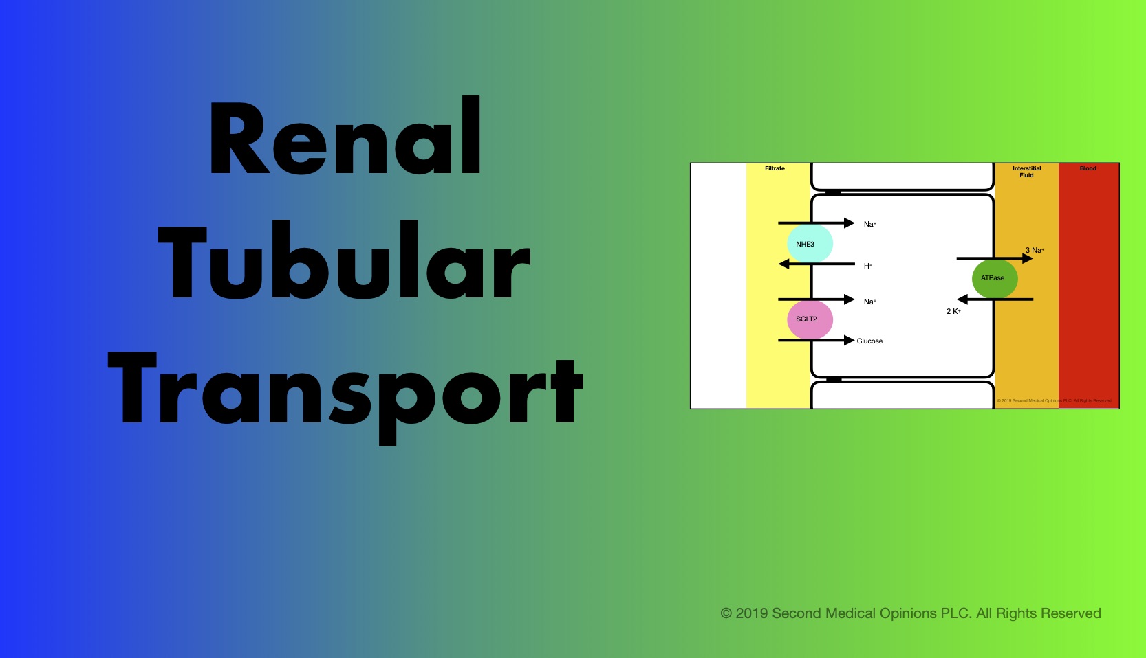 Picture Steemit Renal Tubular Transport.jpg
