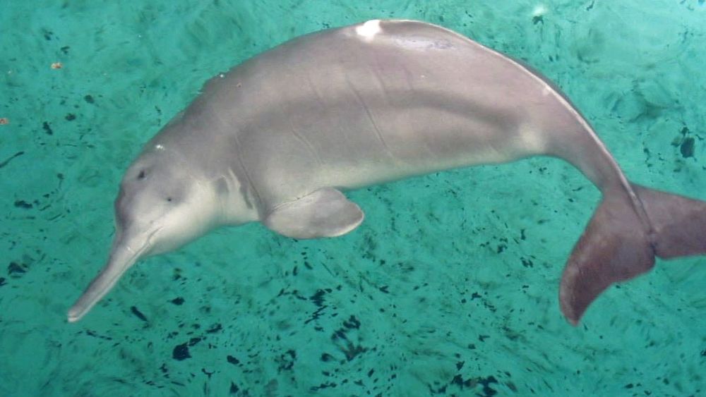 river dolphin.jpg