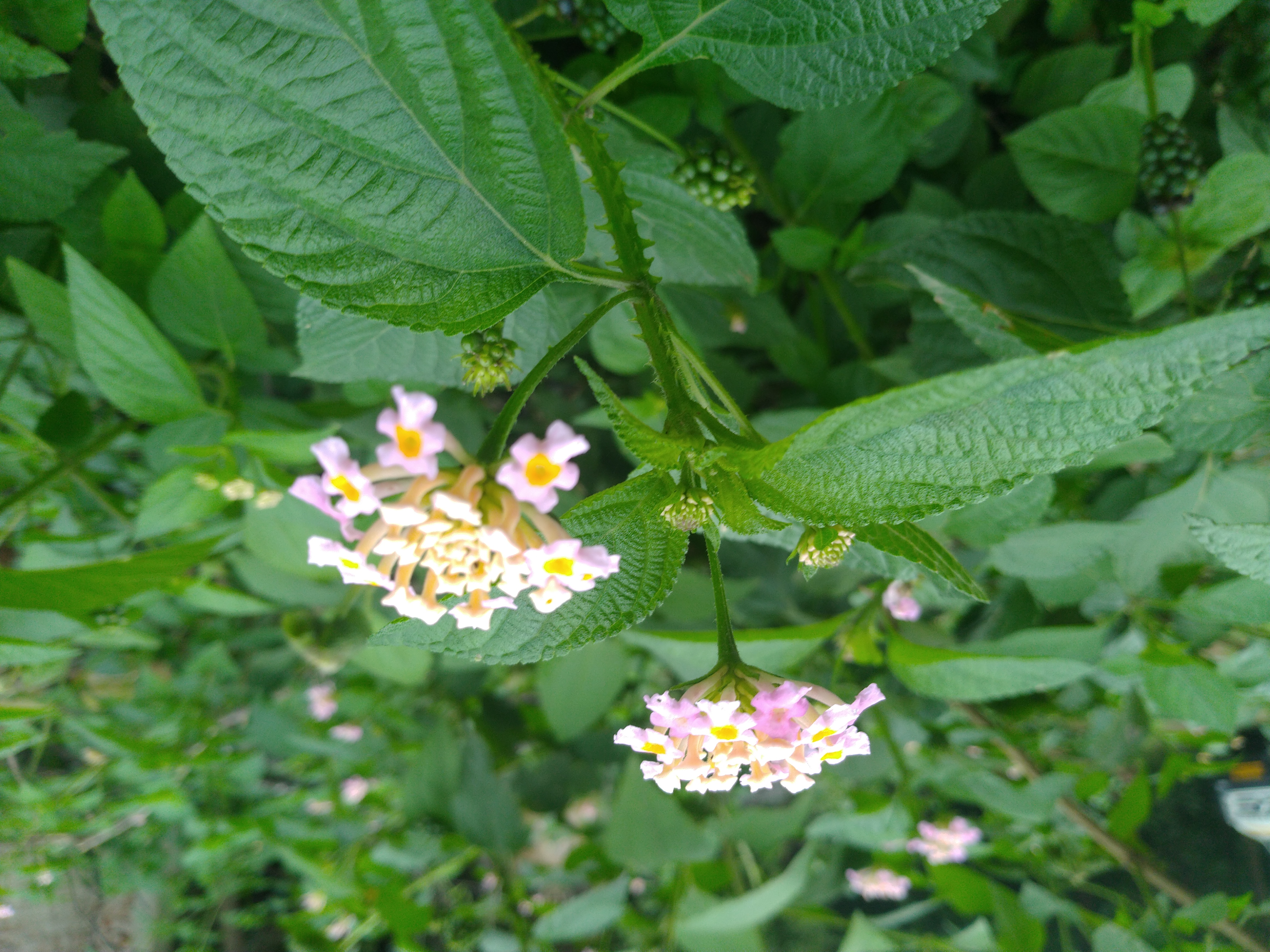 IMG_20190724_075312.jpg