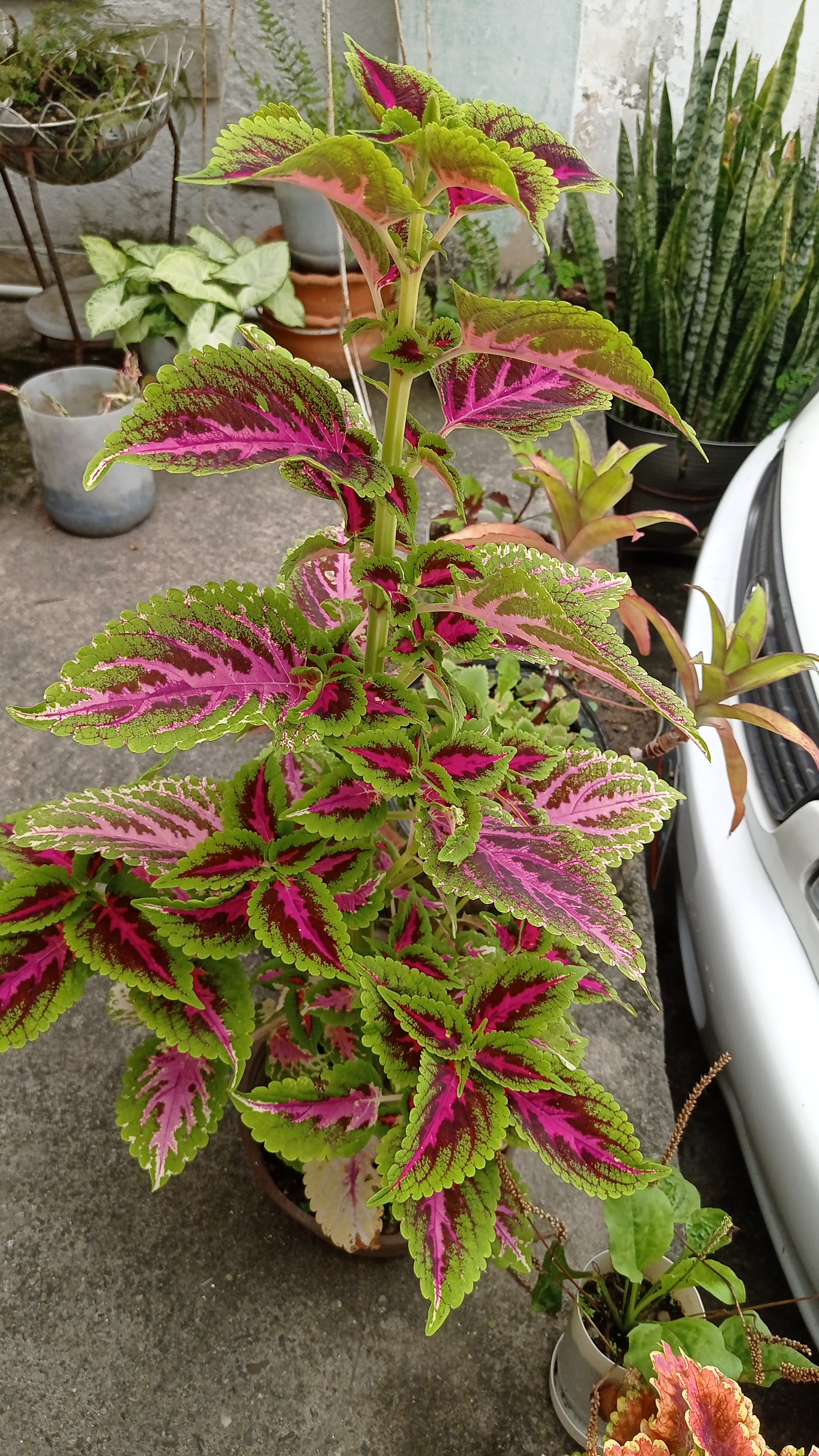 IMG-20210831-WA0055.jpeg