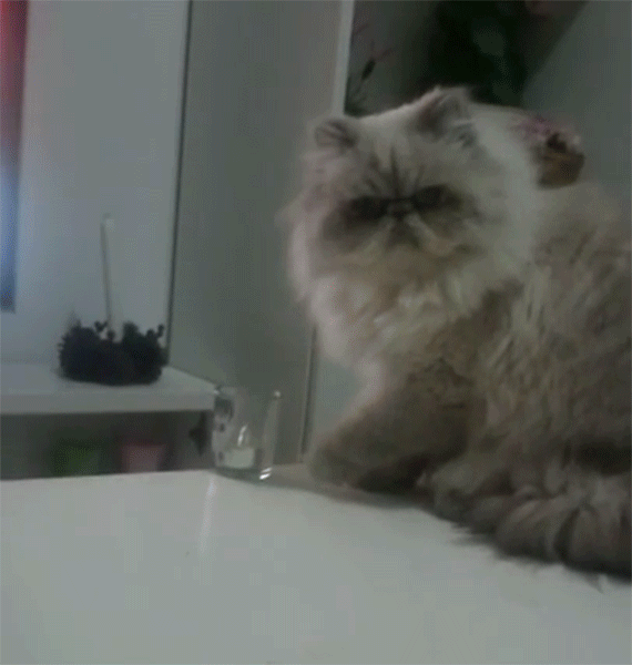how to stop cat from pushing things off table