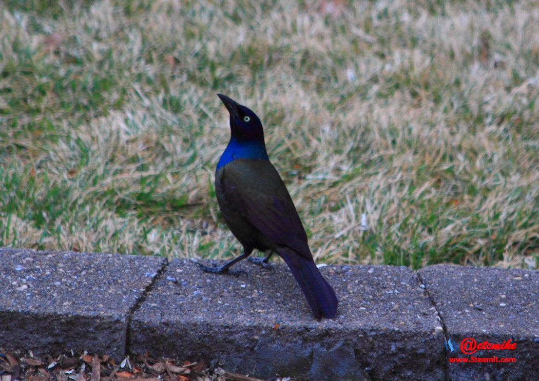 Common Grackle PFW20-0043.JPG