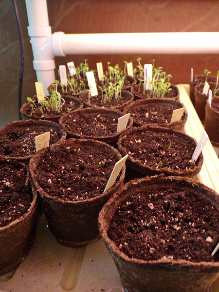 Mesclun and Dakota seedlings crop March 2020.jpg