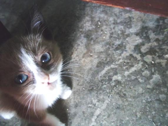 LUNA%20GATO.jpg