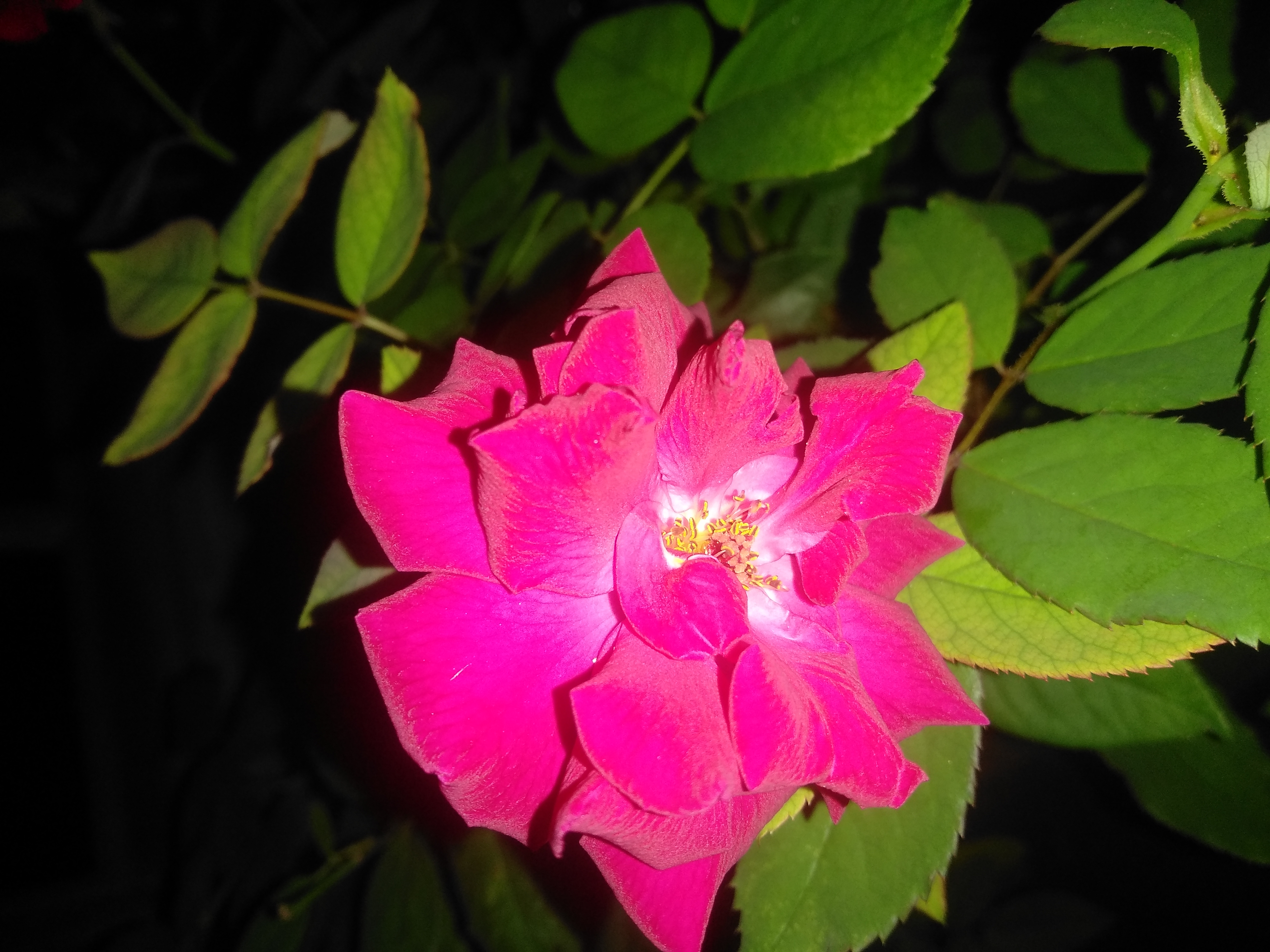 IMG_20210623_185551.jpg