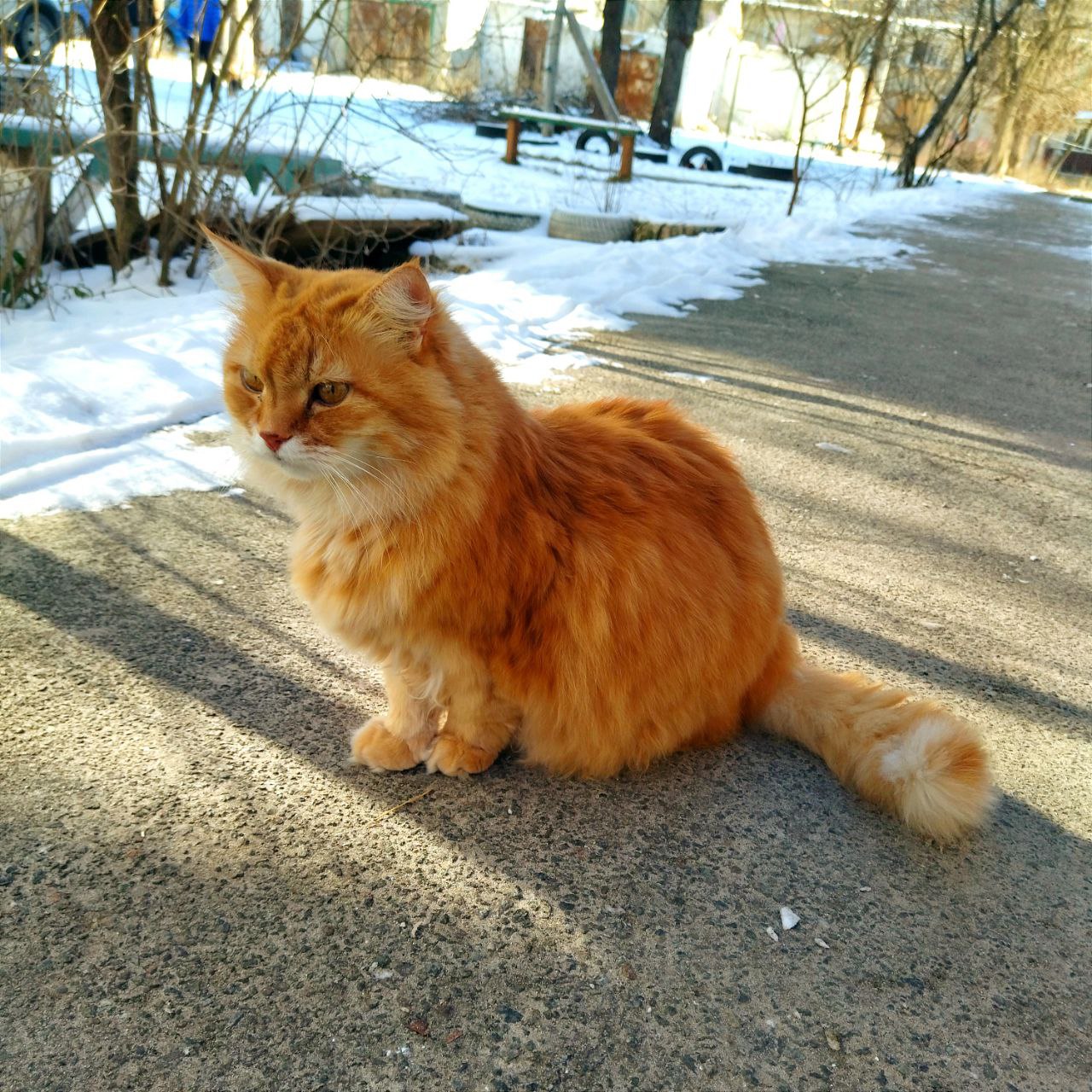 Caturday on Saturday