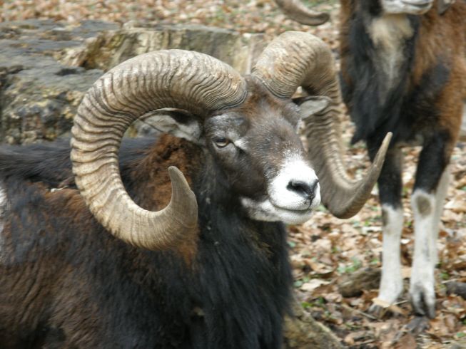 Muffelwild12.4.2008_007.jpg