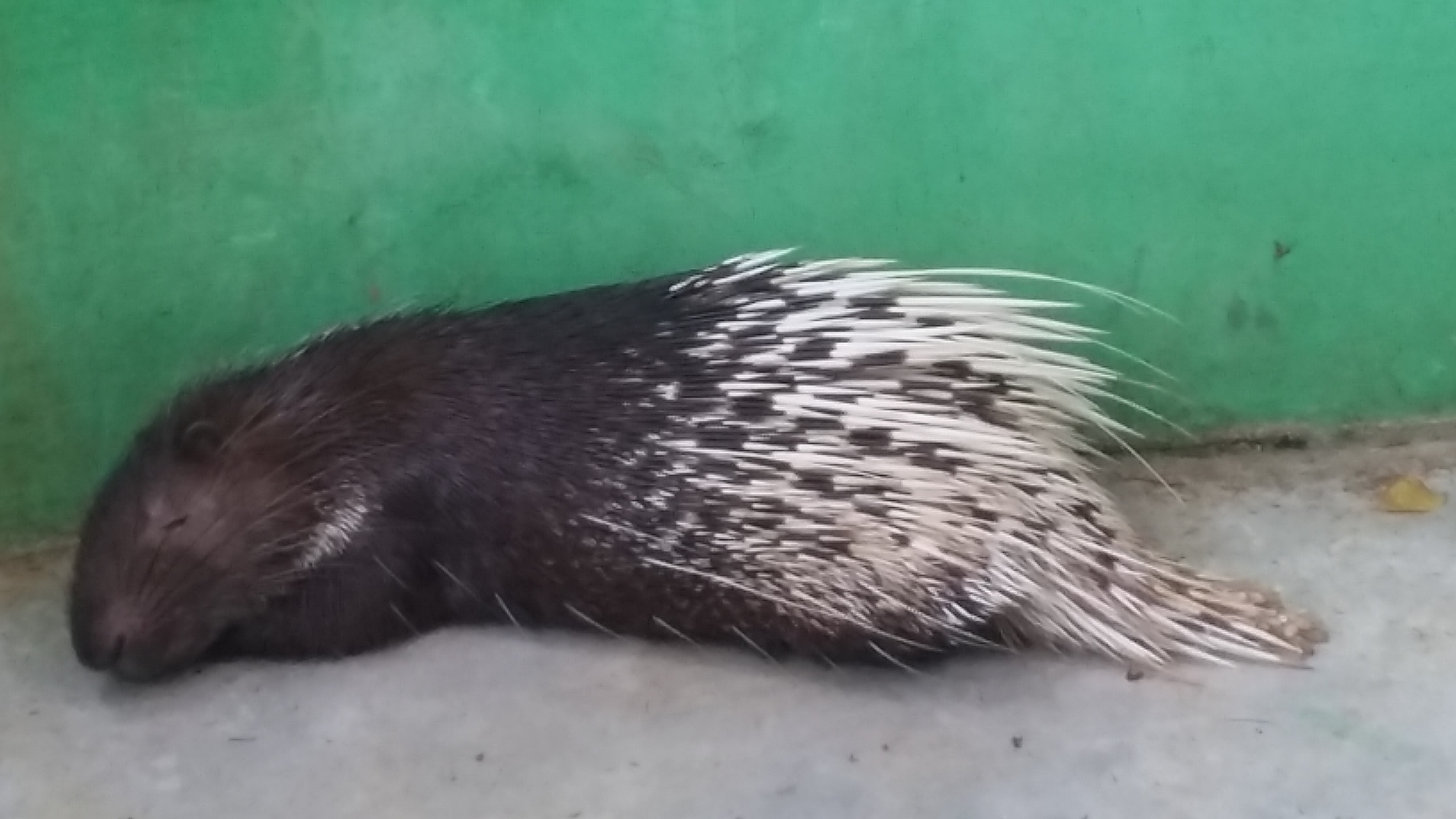 Menikmati Keunikan Hewan Landak Di Hutan Lindung Langsa Weku