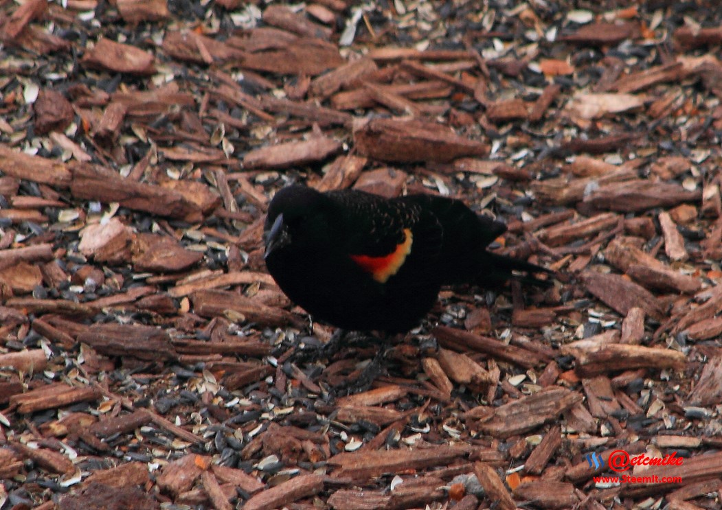 Red-Wing Blackbird PFW20-0040.JPG