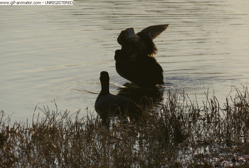 Liska Kreche GIF.gif