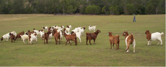 goat-herd.png
