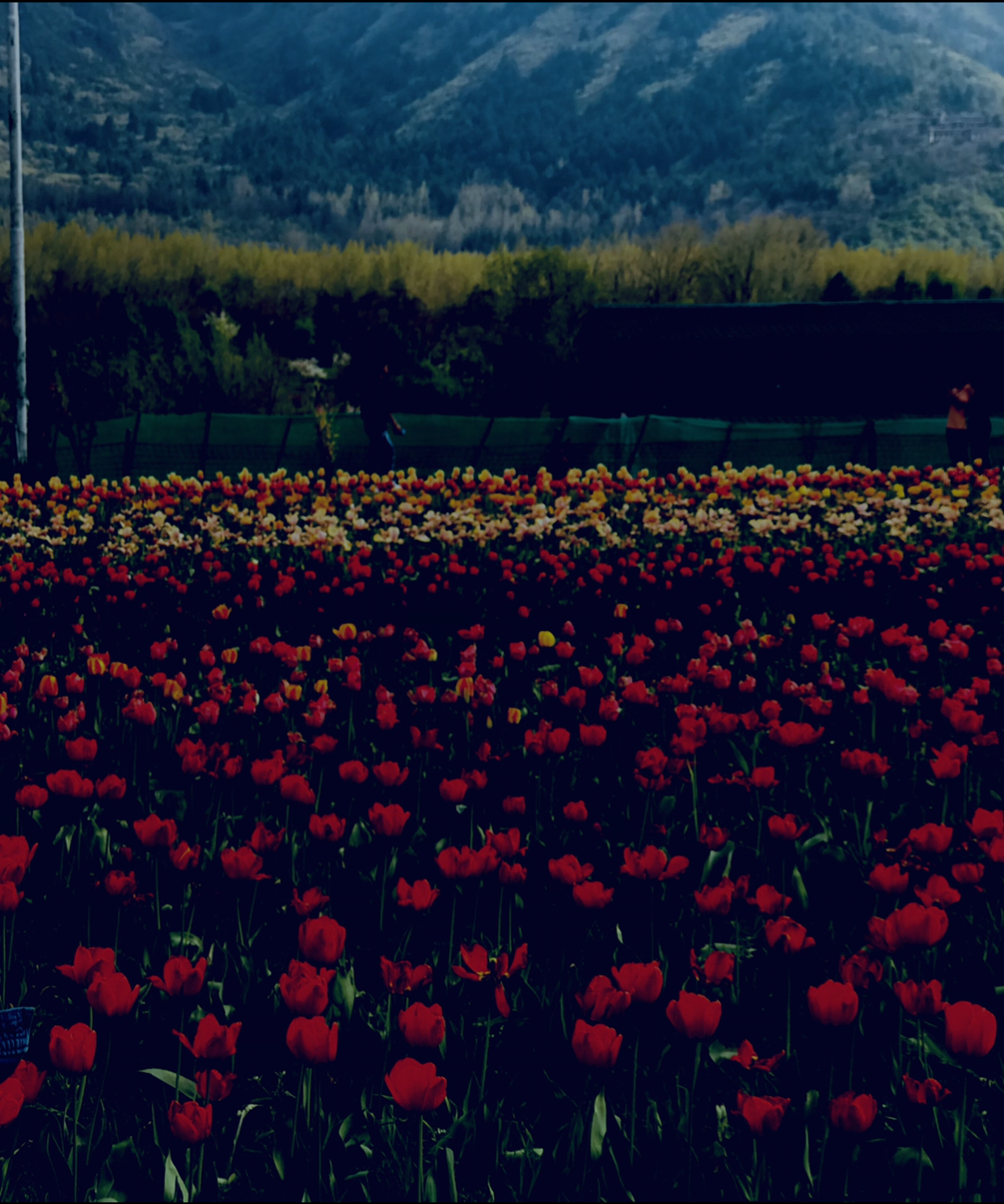 46AC6835-B71A-41EB-B792-42D303B7EFE0.jpeg