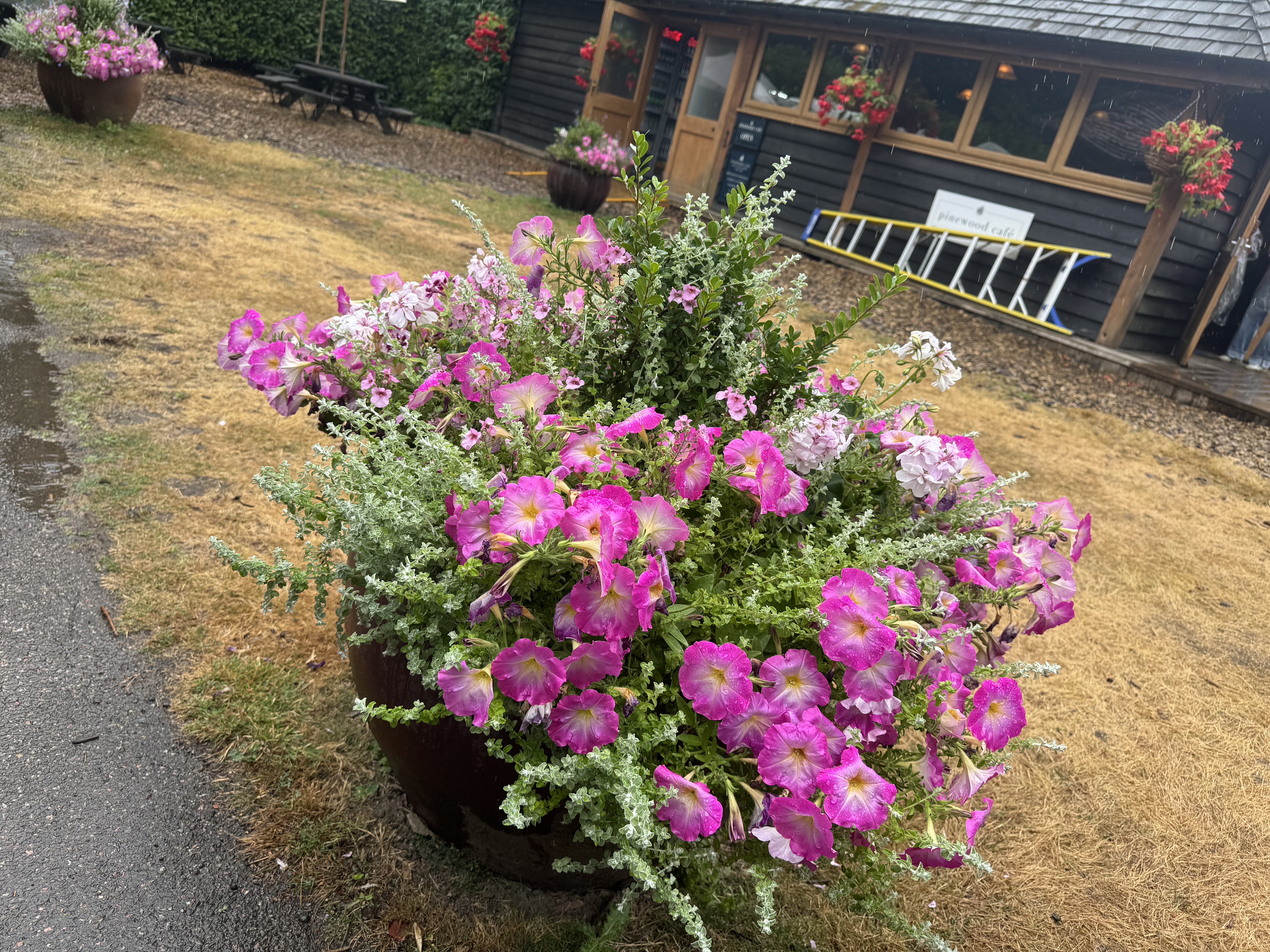 IMG_4264.jpeg
