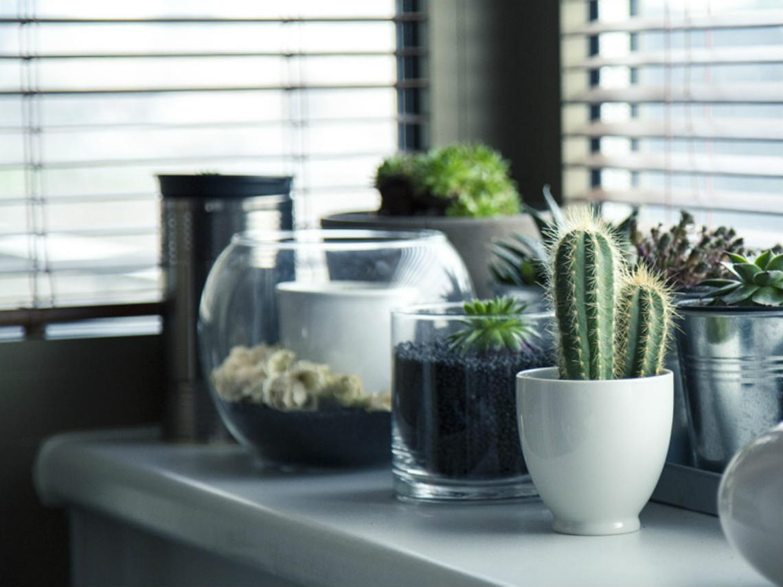 adopta-una-planta-en-pareja-macetas.jpg