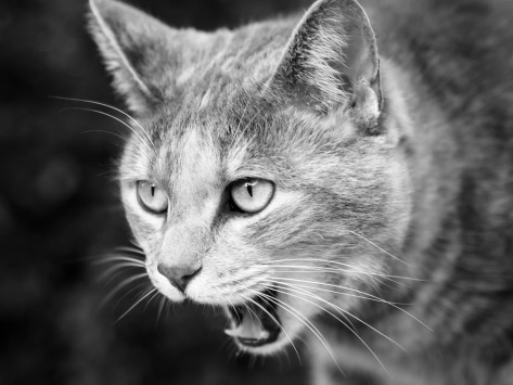 cat-hairball-guide.jpg