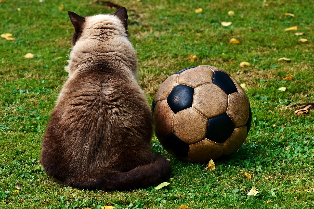 fussball-katze.jpg