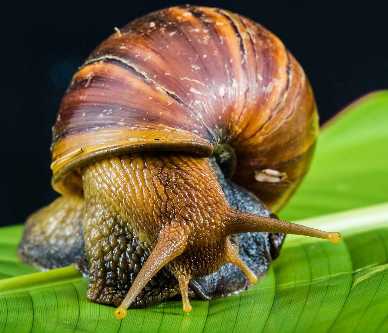 snail-424133_1280.jpg