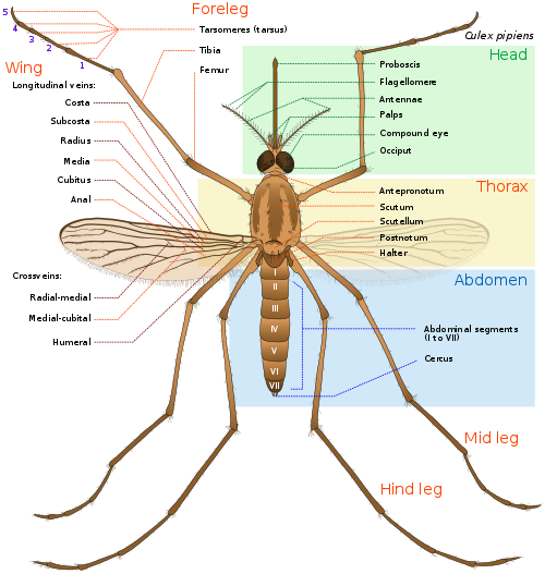 500px-Culex_pipiens_diagram_en.svg.png