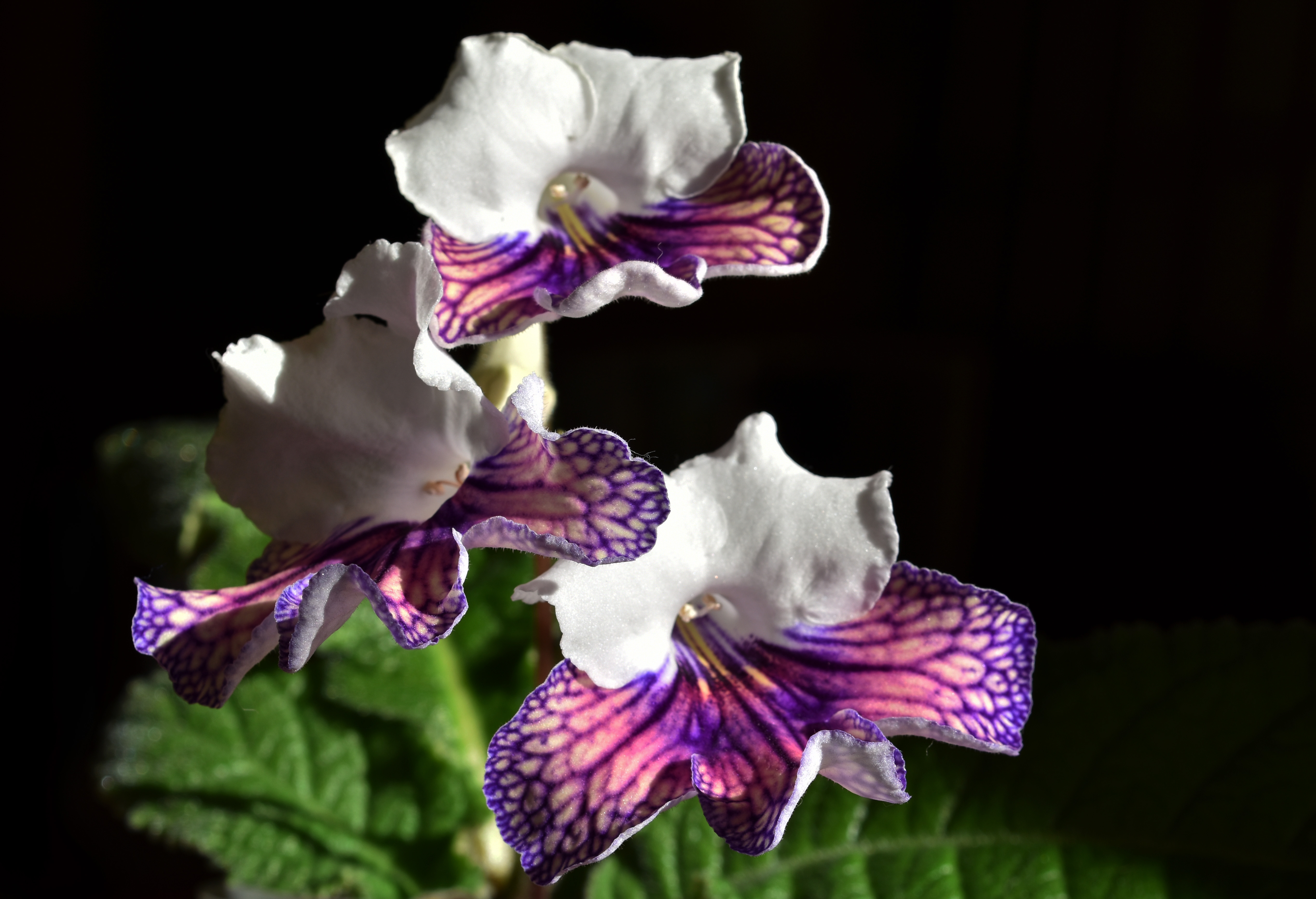 streptocarpus harlequin damsel 1.jpg