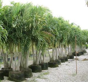 Palm Trees Steemit Palm Trees Steemit