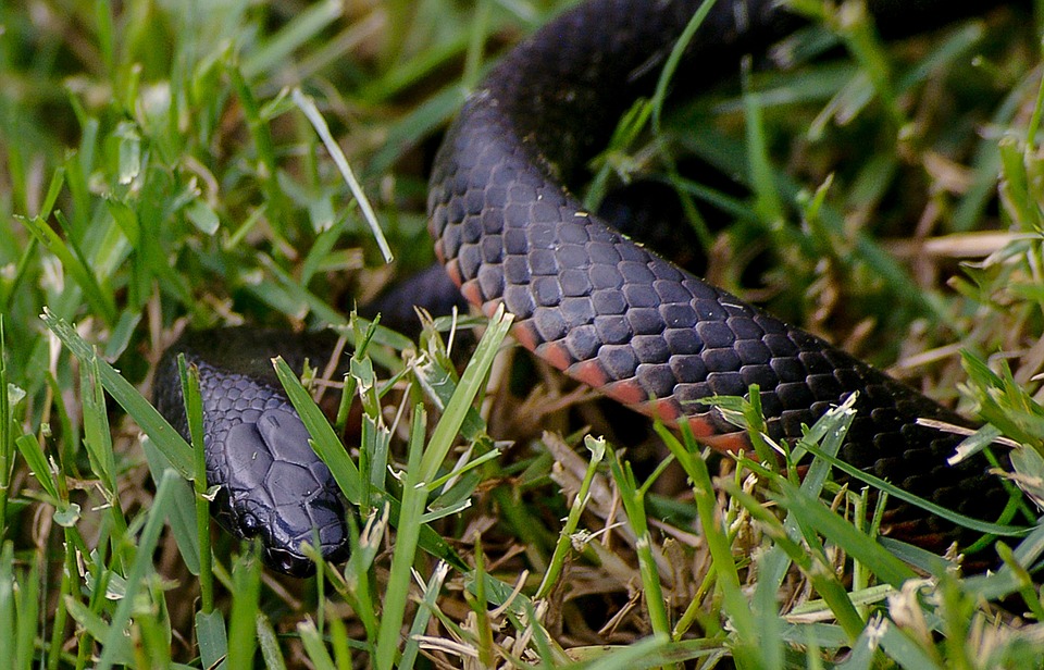 red-bellied-black-snake-644896_960_720.jpg