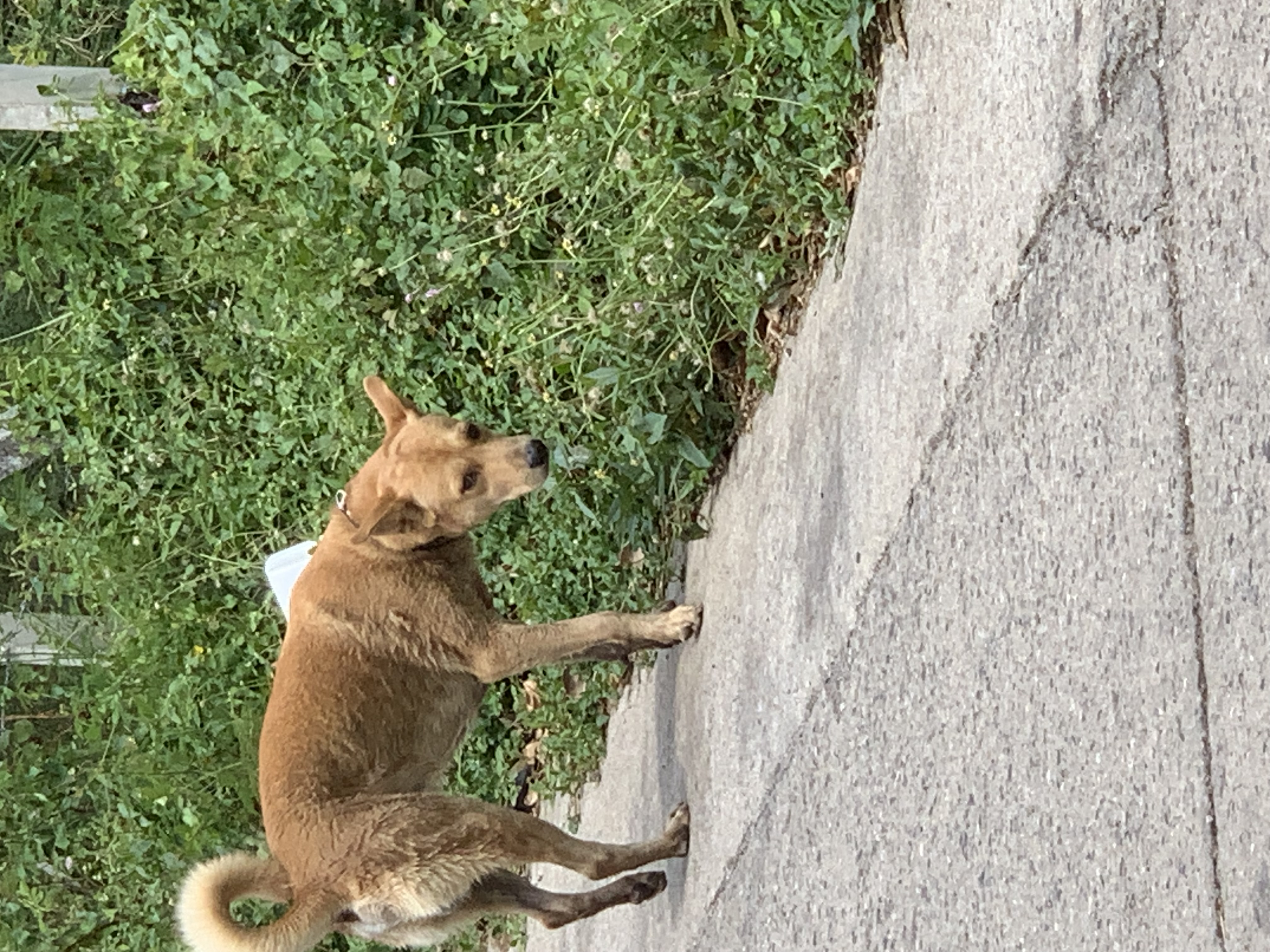 dog7.jpg
